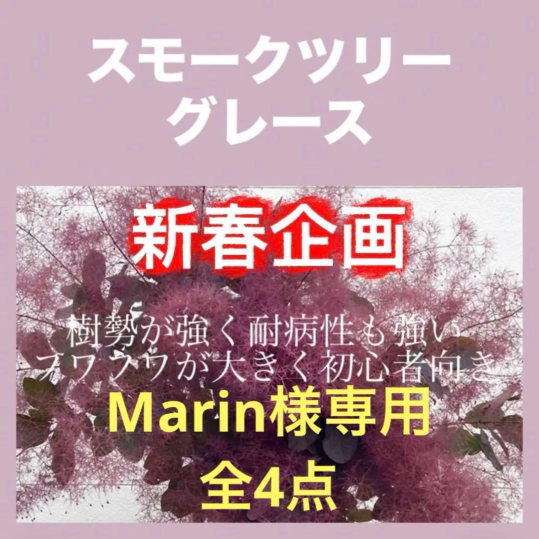 おまとめ 全4点 スモークツリー 苗 苗木 雌株