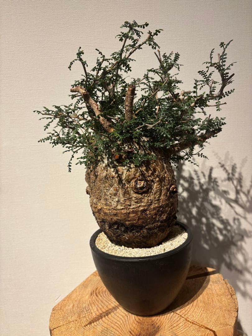 ソウルフル　オペルクリカリア　パキプス　塊根