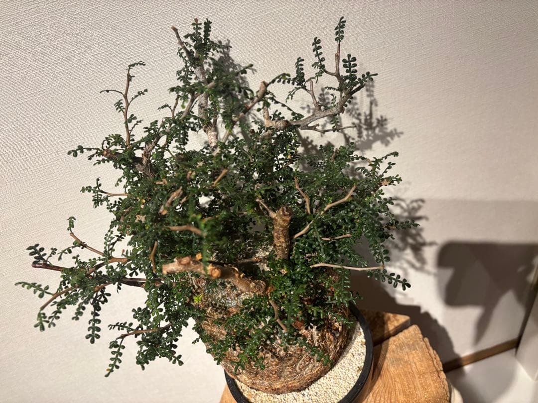 ソウルフル　オペルクリカリア　パキプス　塊根