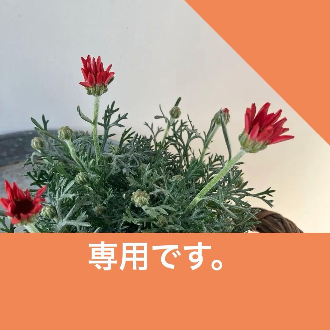 【専用】ローダンセマム　マーズ① 、その他