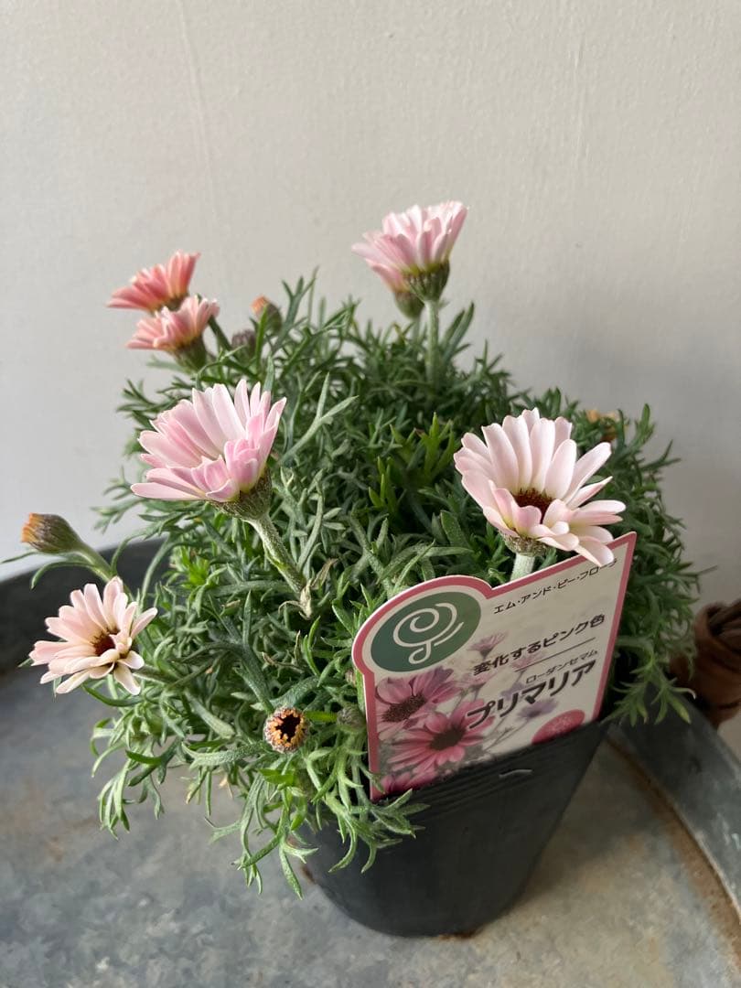 【専用】ローダンセマム　マーズ① 、その他