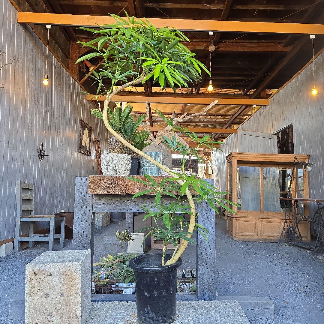 ⑥　シェフレラ　アンガスフォリア　曲がり仕立て　8号　特大苗木最高等級極上品‼️