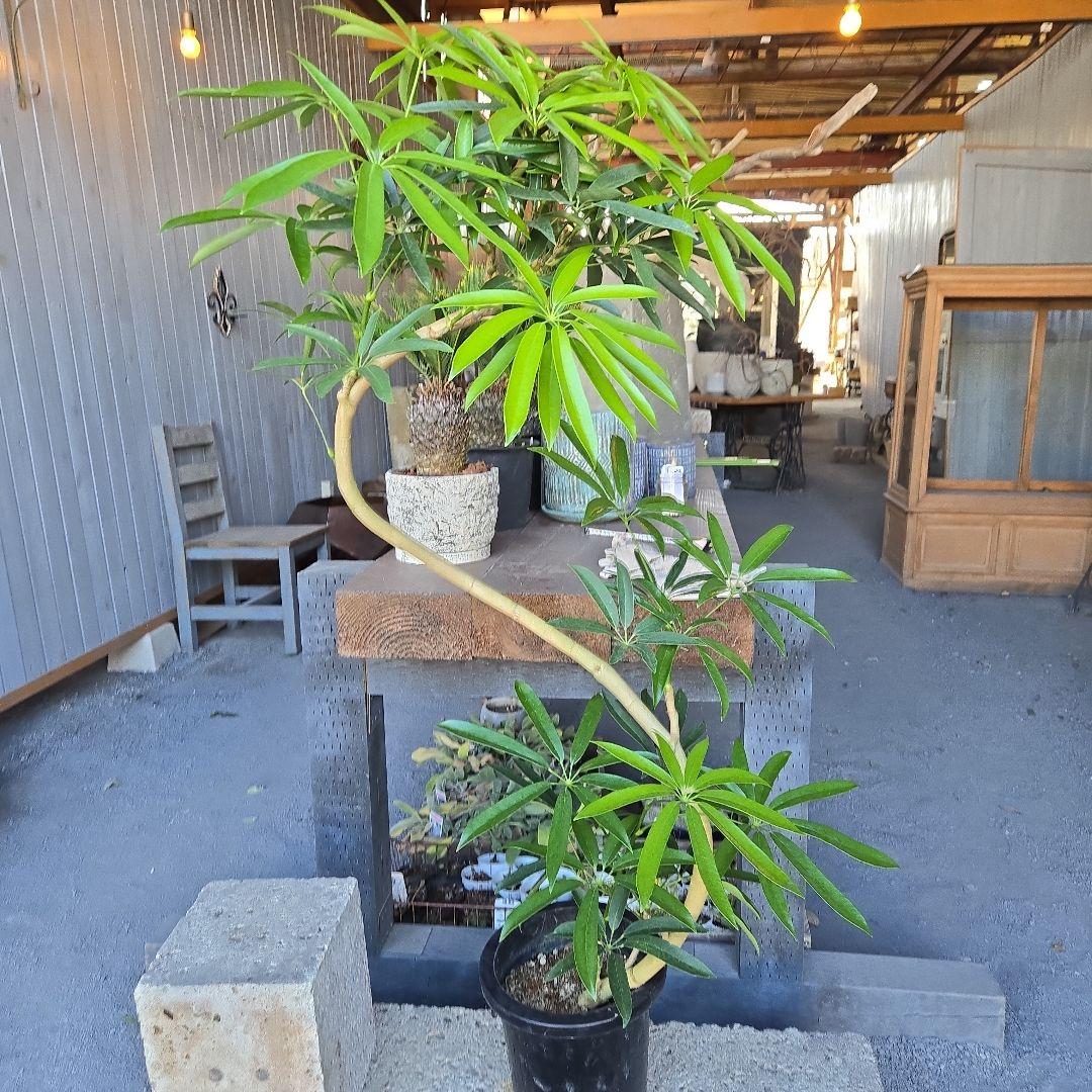 ⑥　シェフレラ　アンガスフォリア　曲がり仕立て　8号　特大苗木最高等級極上品‼️