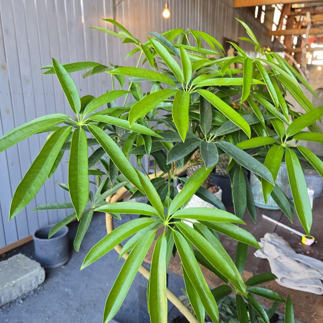 ⑥　シェフレラ　アンガスフォリア　曲がり仕立て　8号　特大苗木最高等級極上品‼️