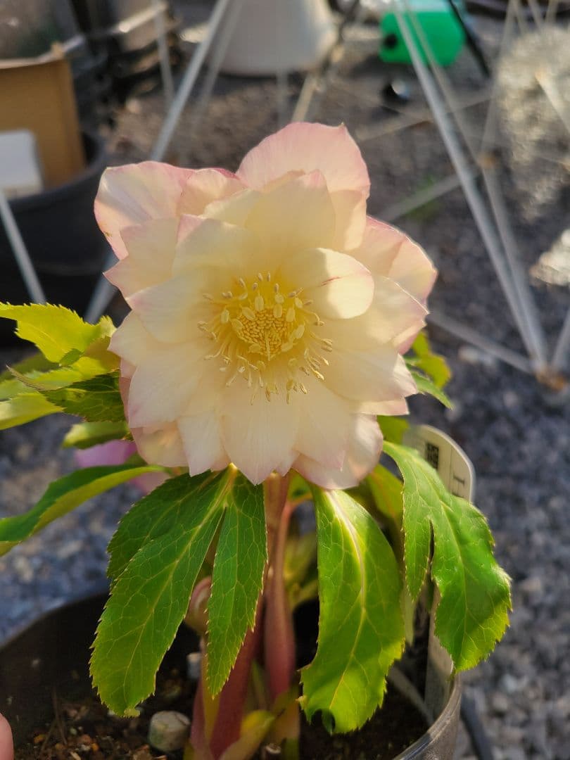 広瀬園芸　ホワイト柔らかピンクダブル　クリスマスローズ