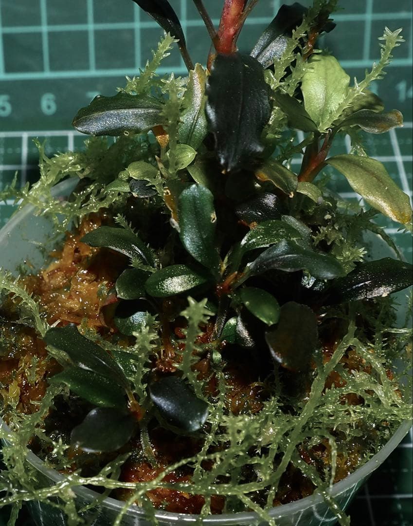 水草 Bucephalandra sp.Ghost kalimantan