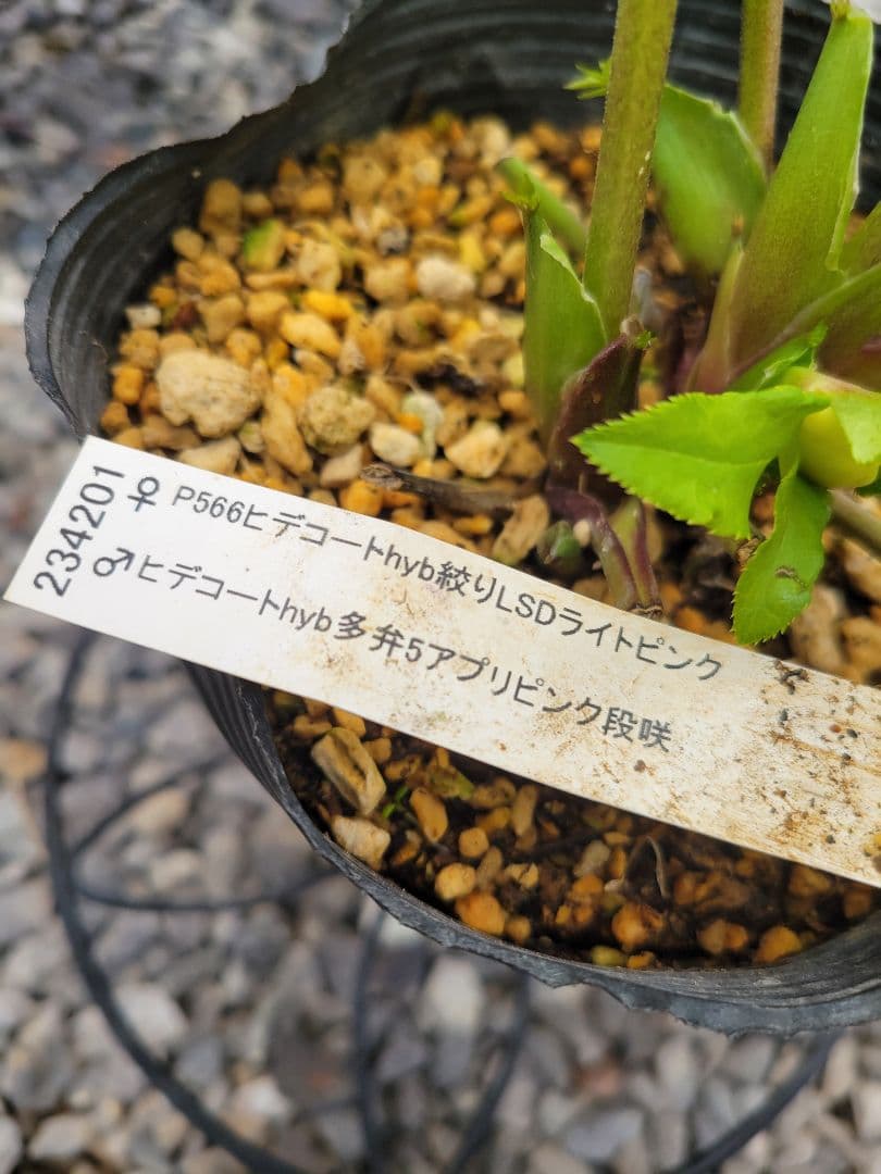 クリスマスローズ　セミダブル　加藤農園