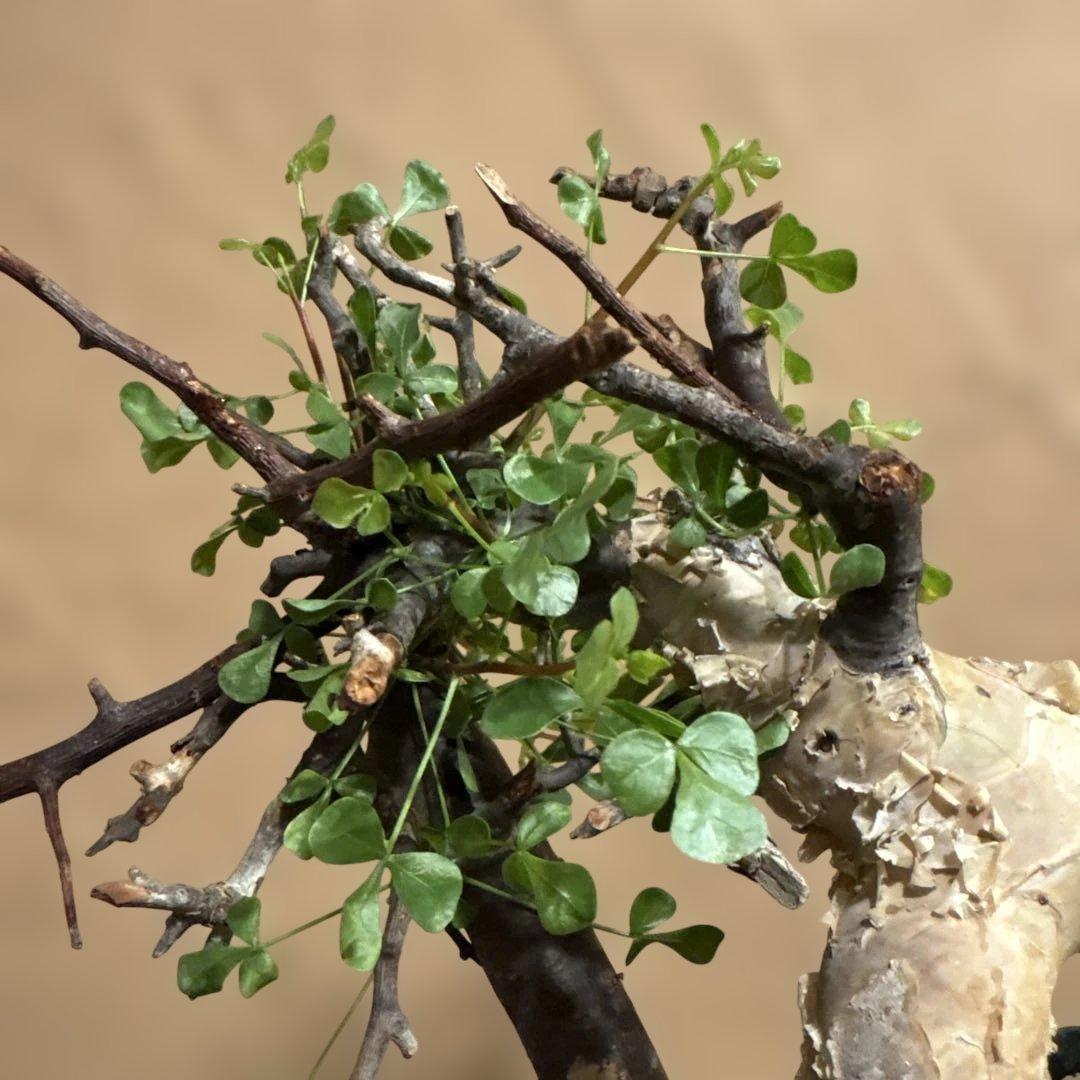 【発根済】cコミフォラカタフ ピュア ソマリア産