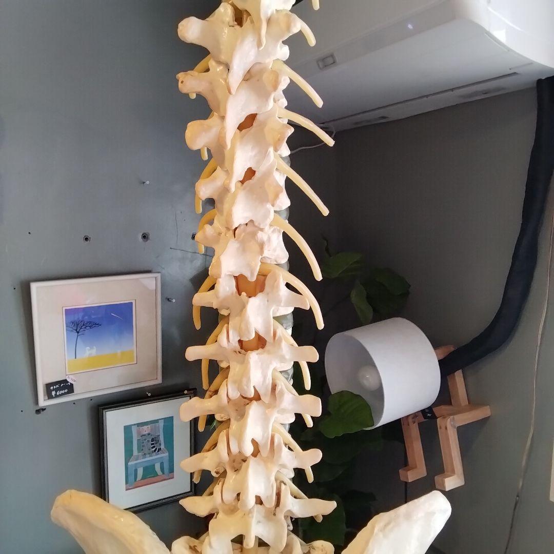 教育用 吊るし脊髄模型