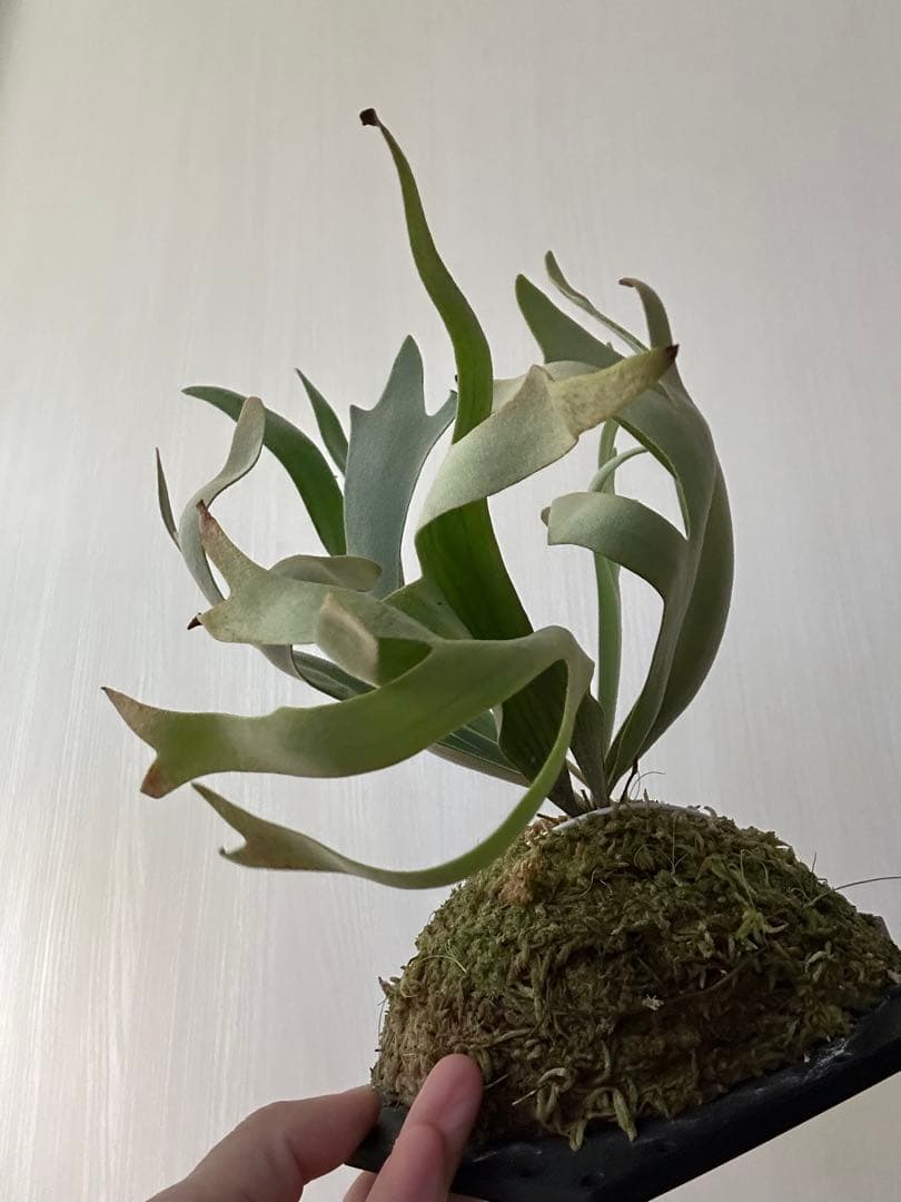 ビカクシダ willinckii mix spore Predator, SPA,Kai 1