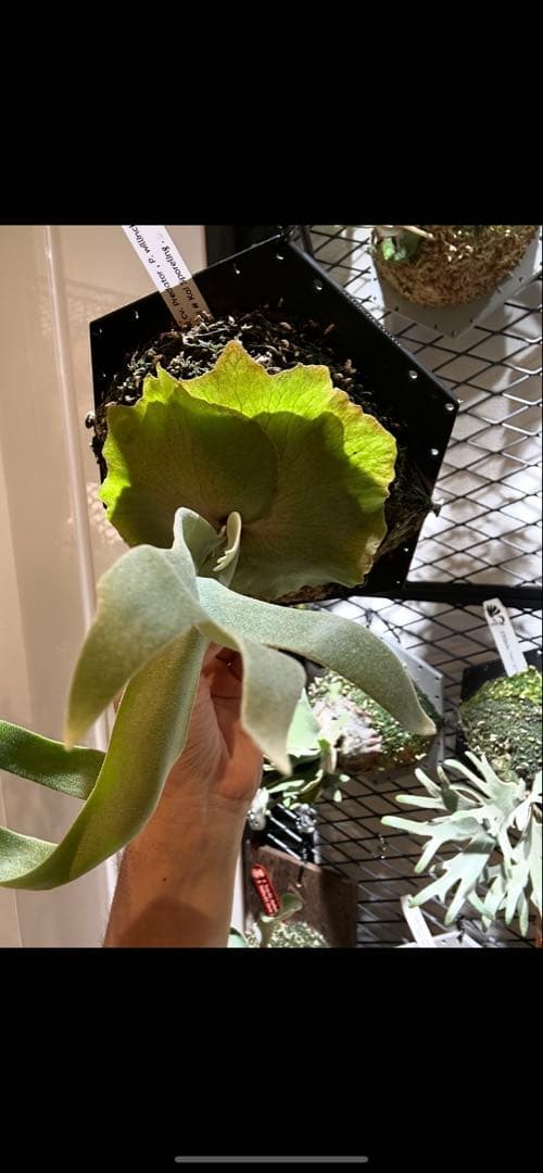 ビカクシダ willinckii mix spore Predator, SPA,Kai 1