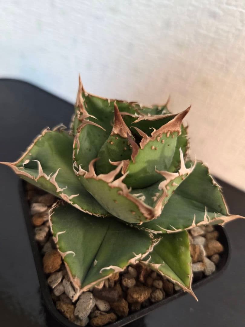 アガベ 冰雹 TC ブツブツ