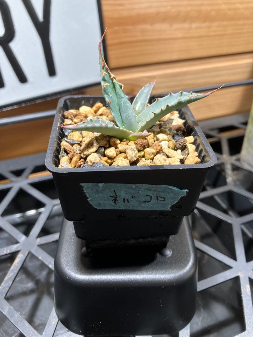 ハイブリッド　アガベ　ネバデンシス✖️コロラータ ネバコロ