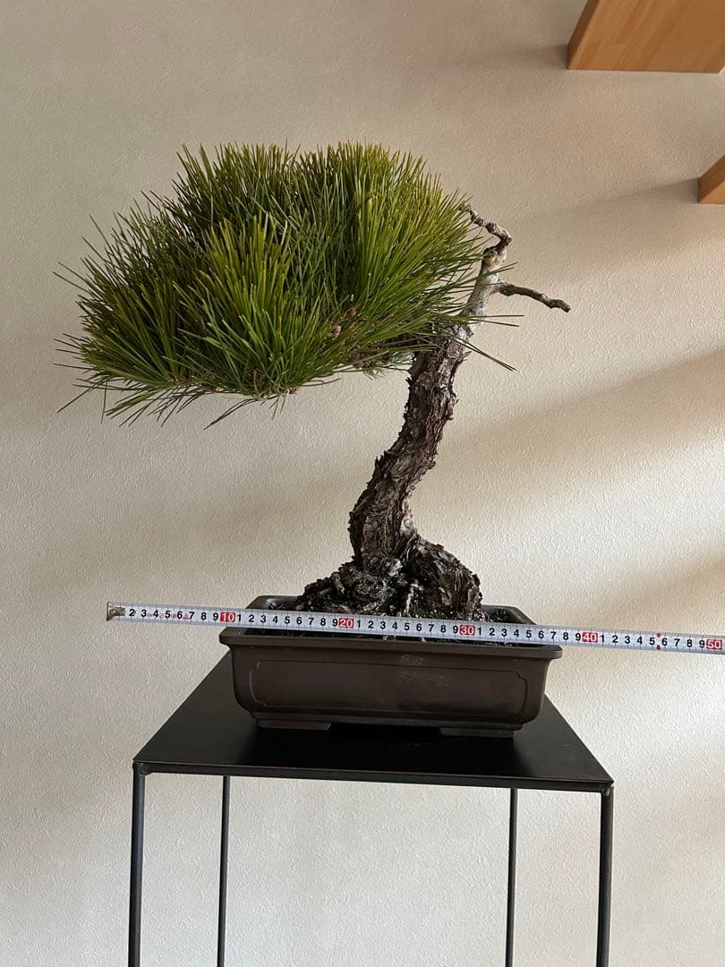 黒松　盆栽　中品　激古