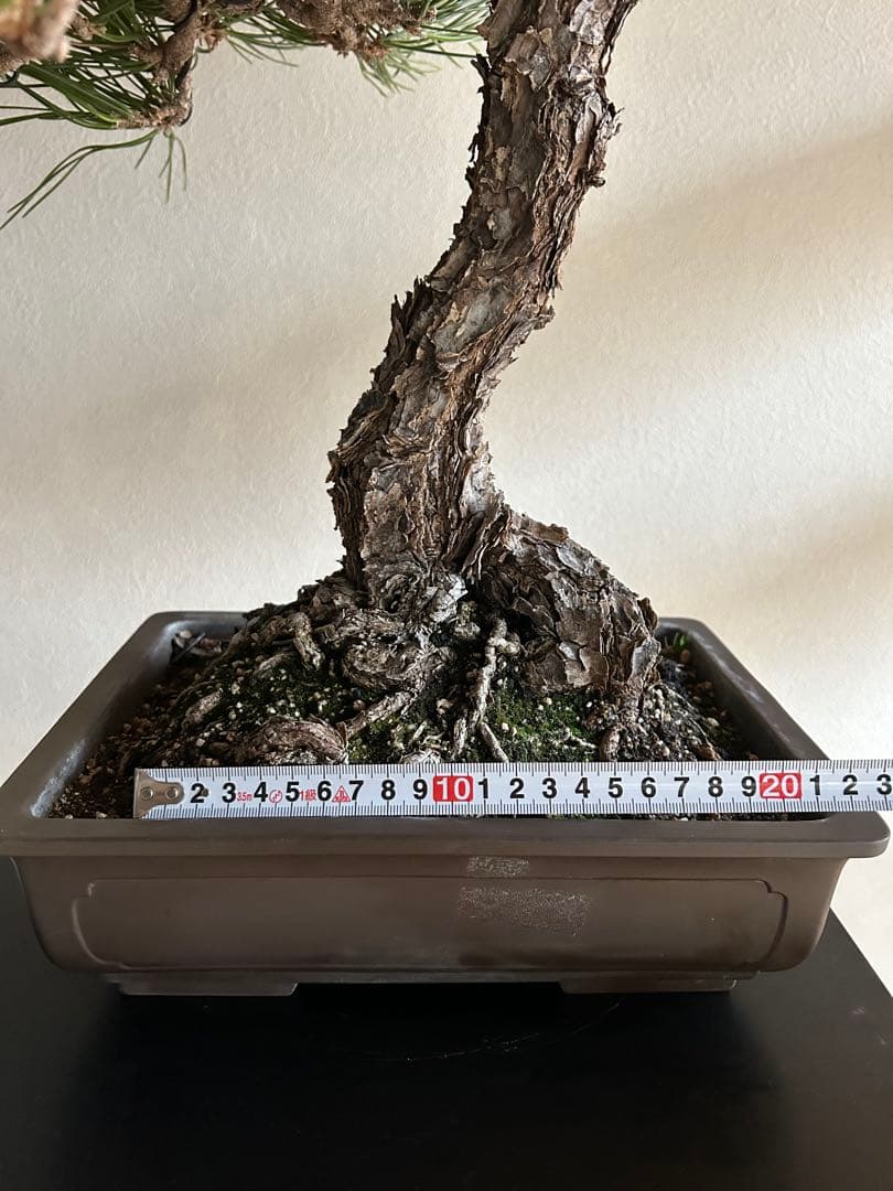 黒松　盆栽　中品　激古