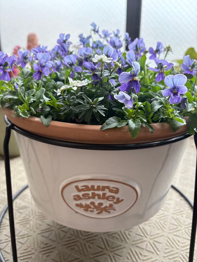 ブルージャスミンのおしゃれな鉢植え大型・スタンド付★ LAURA ASHLEY鉢