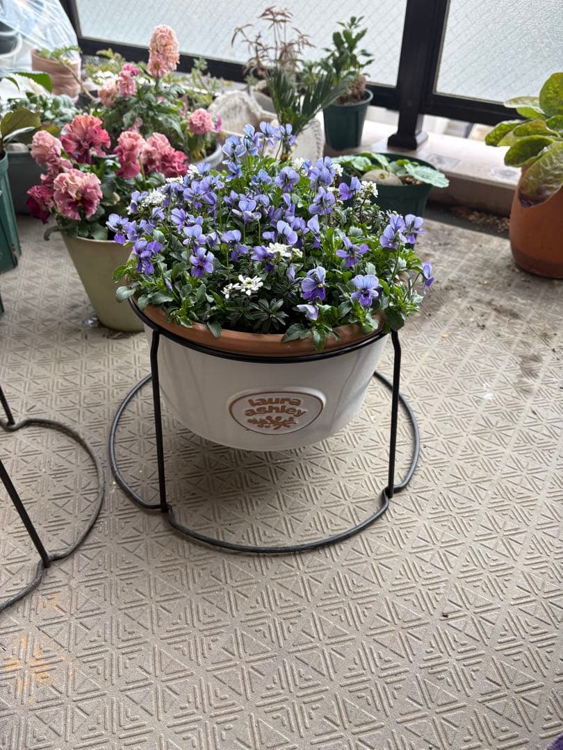 ブルージャスミンのおしゃれな鉢植え大型・スタンド付★ LAURA ASHLEY鉢