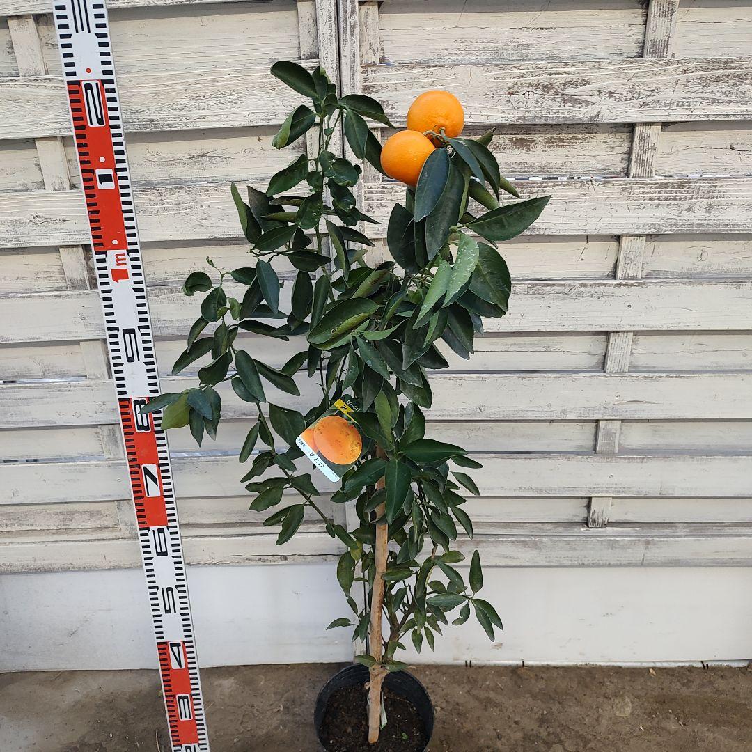 ★*★様 【02】せとか 3年生 登録品種 21cm7号ポリポット入り