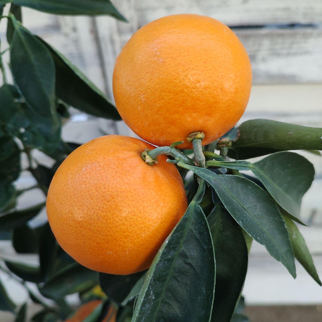 ★*★様 【02】せとか 3年生 登録品種 21cm7号ポリポット入り