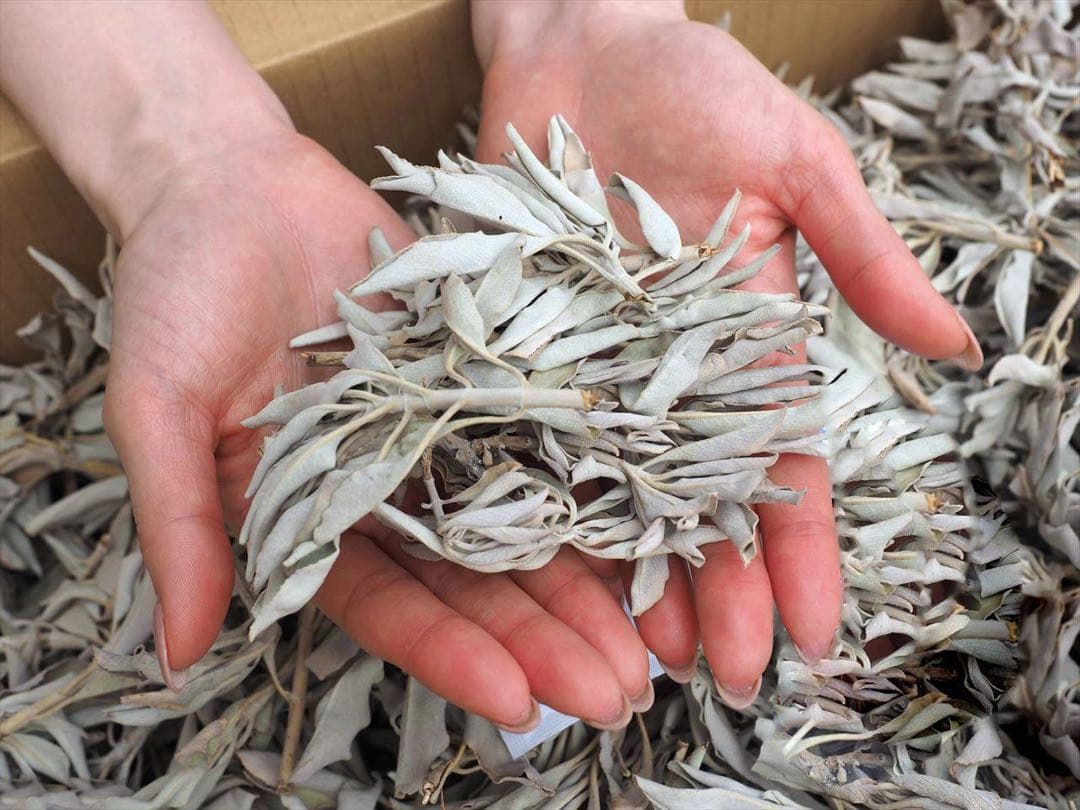 激安お買い得☆800g＜浄化☆邪気祓い☆カリフォルニア産ホワイトセージ枝付き＞