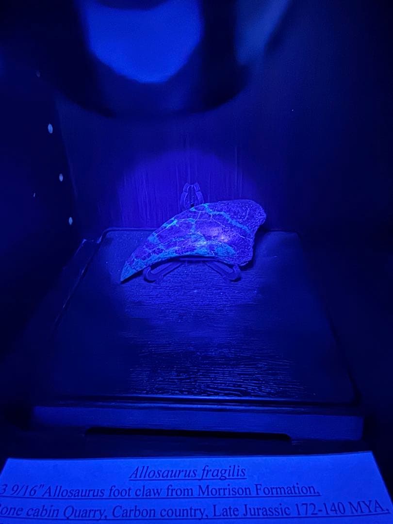 アロサウルスの爪化石(フットクロー) 『megalodonさん専用』