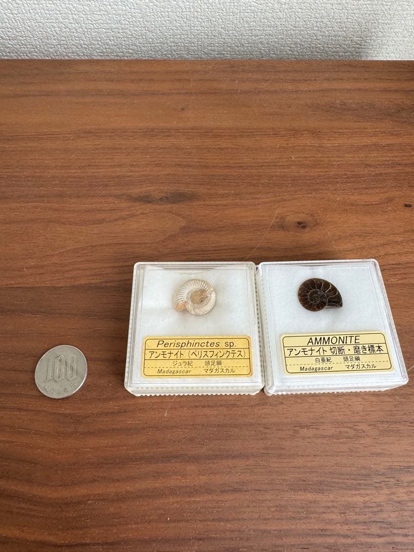 アンモナイト化石