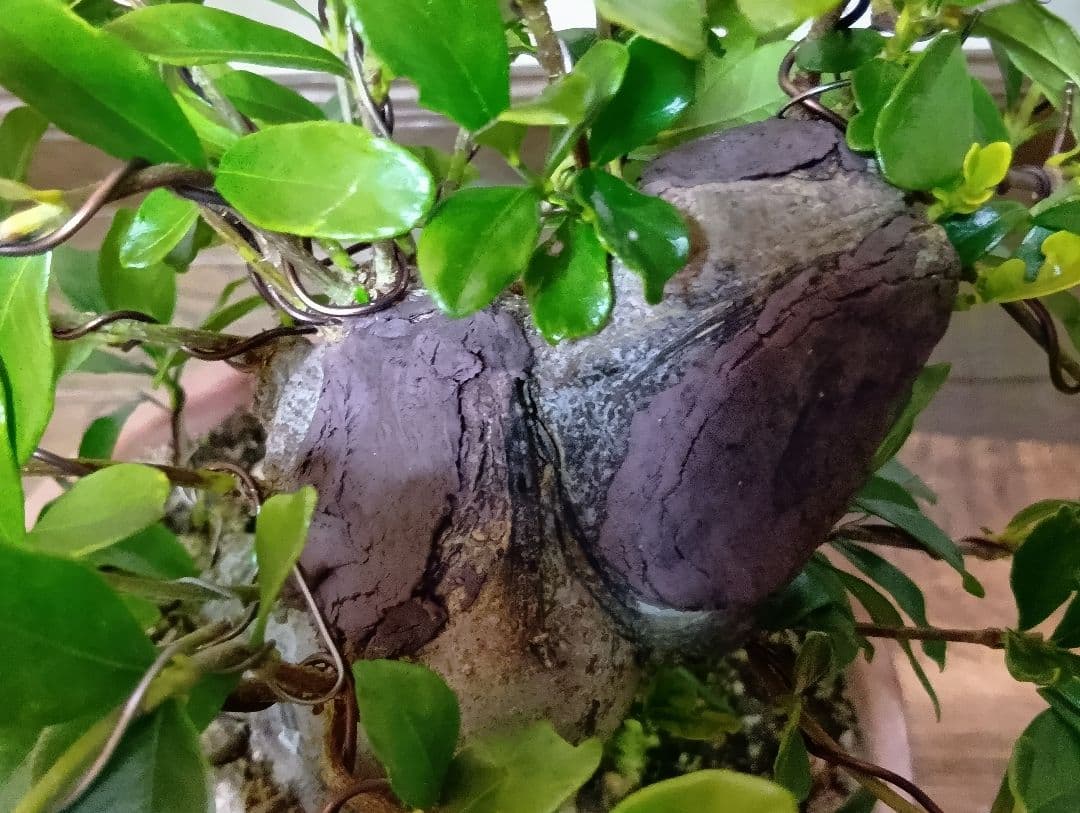 ‼️クチナシ盆栽‼️極太‼️値下げ