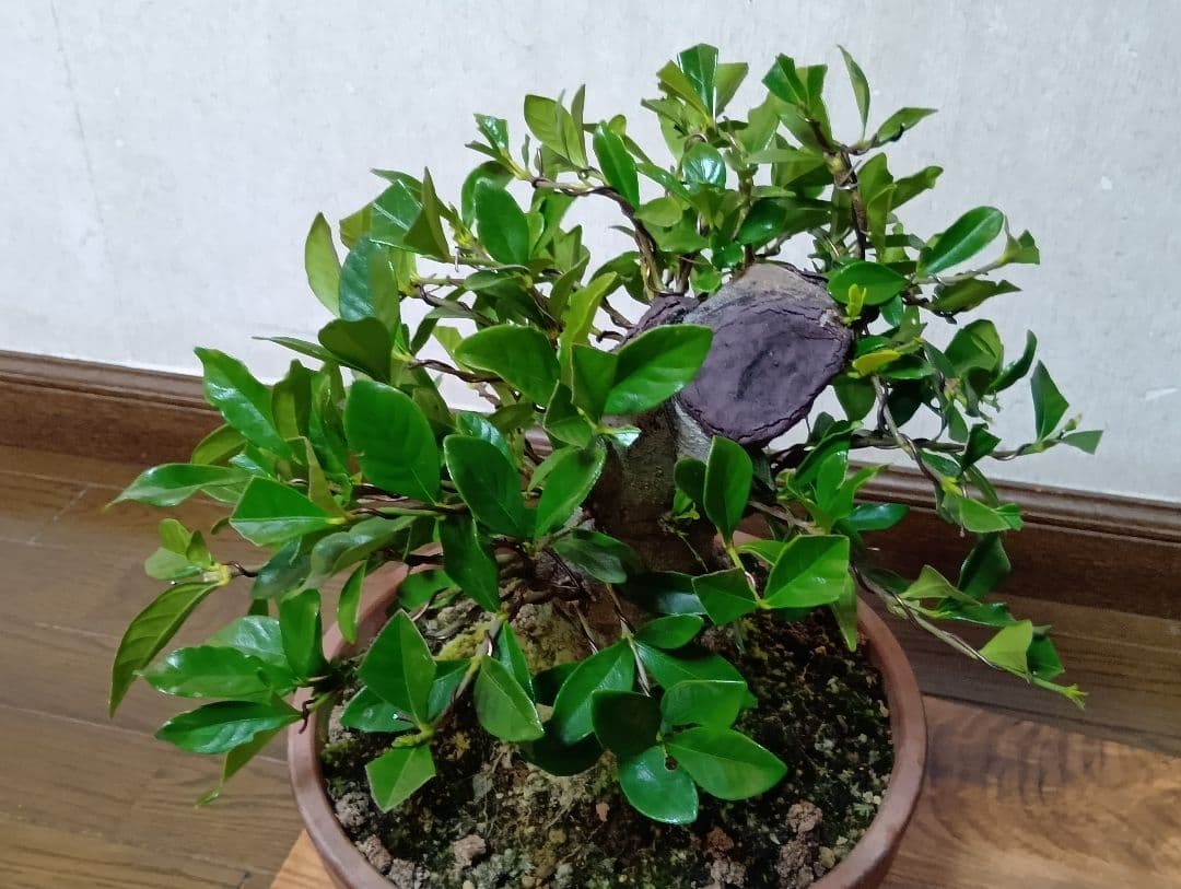 ‼️クチナシ盆栽‼️極太‼️値下げ