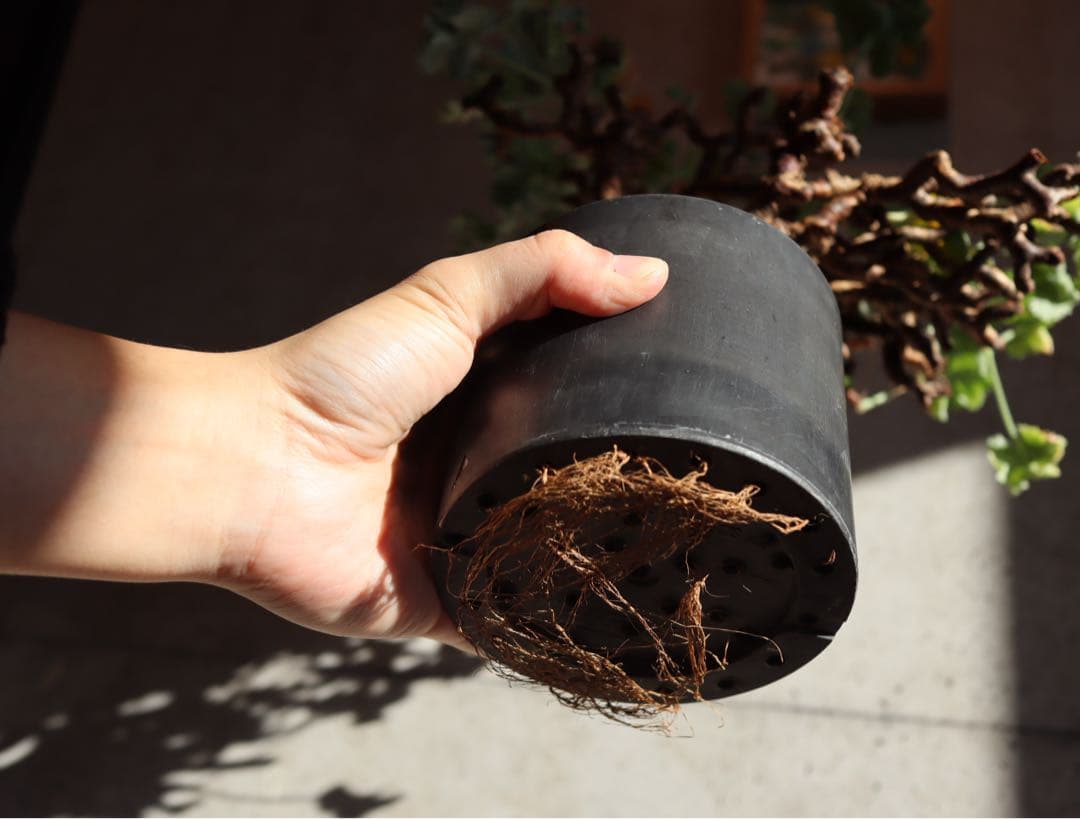 現地株　発根済み　ペラルゴニウム　ミラビレ