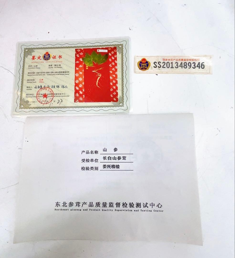 1ADM019 【超希少】野生 山参（サンサム）中国東北部深山 高麗人参
