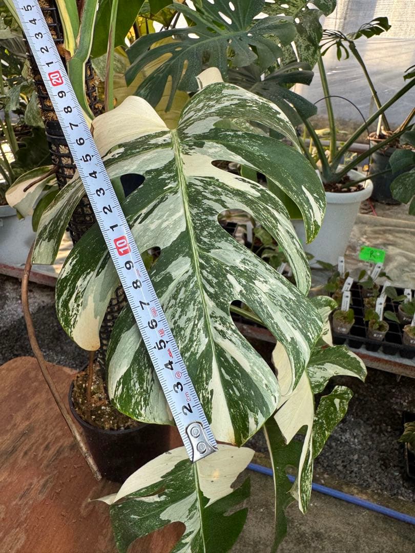 AB3モンステラ　ボルギシアナ　アルボ　白斑入り　鉢モスポール付き　高100cm