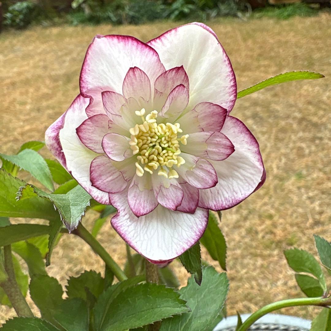 n*a様 クリスマスローズ 開花株☆