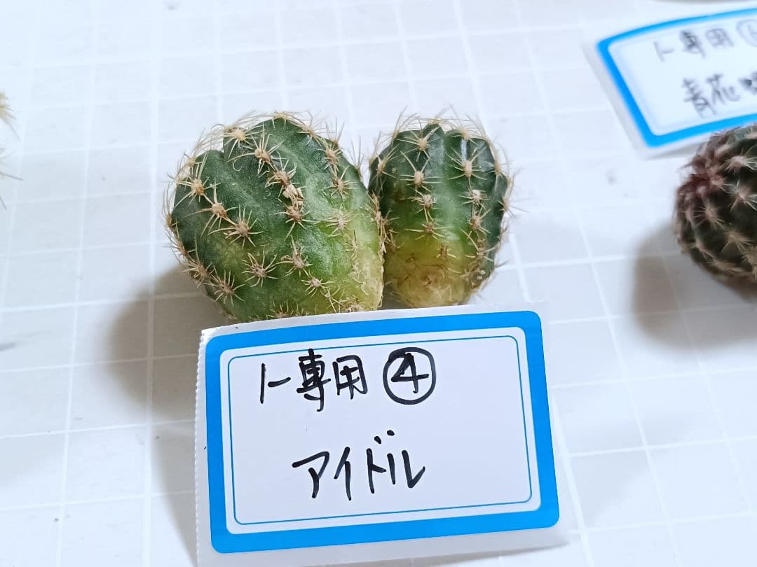 1-Genちゃん商品　花サボテン