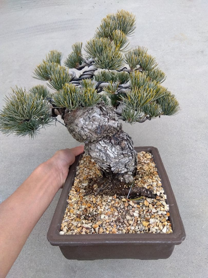 五葉松　盆栽　極太❗良樹形❗8号陶器鉢つき　ゆ