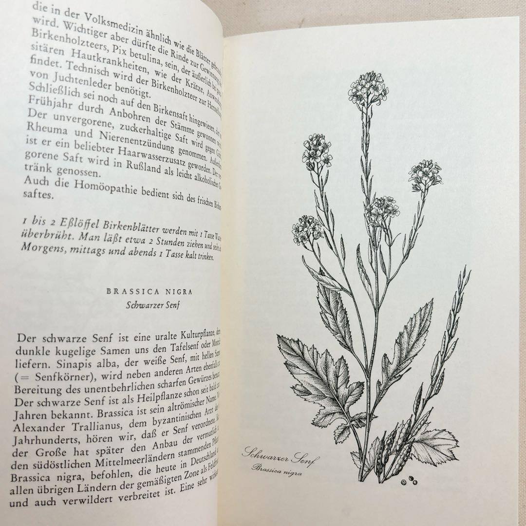 美しい植物画 ドイツ 洋書 図鑑 1963 Elsa Flesko Blumen