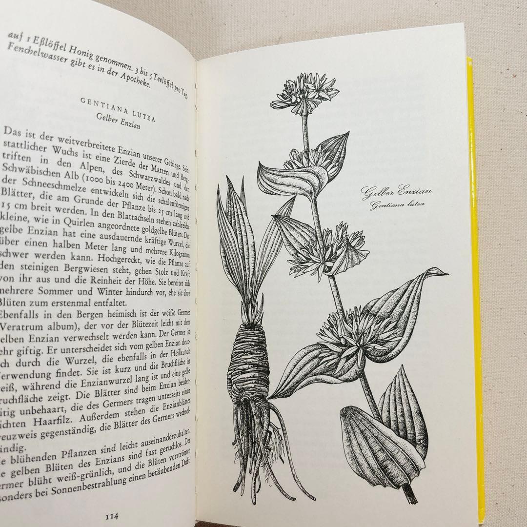 美しい植物画 ドイツ 洋書 図鑑 1963 Elsa Flesko Blumen