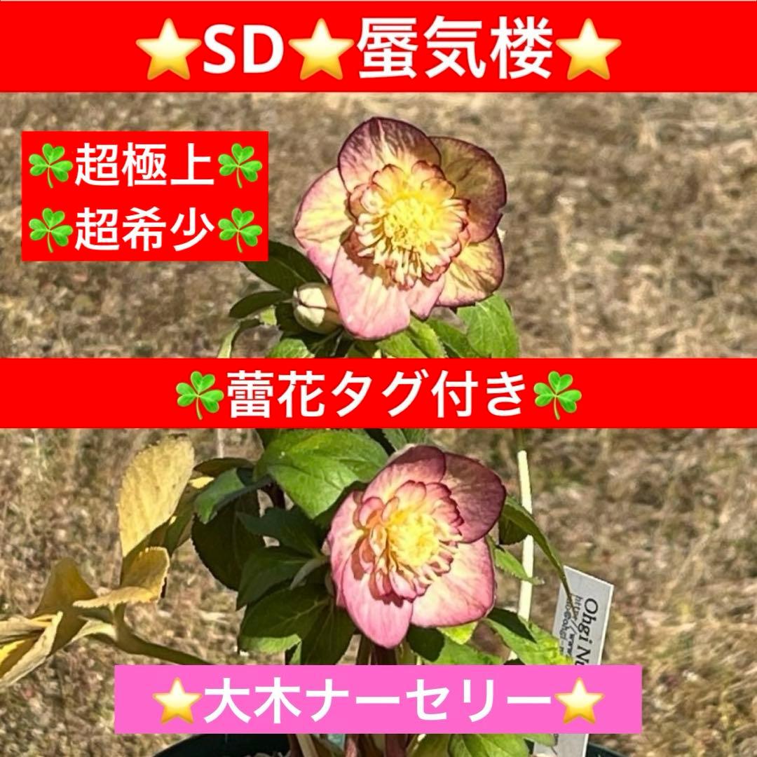 ぽ*た様 3574☘️蕾花タグ付き☘️超極上☘️超希少⭐️SD⭐️蜃気楼⭐️大木