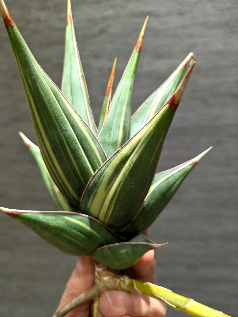 s*o様 希少　ピングイキュラ　斑入り　子株付き　特大株　サンスベリア　ロリダ