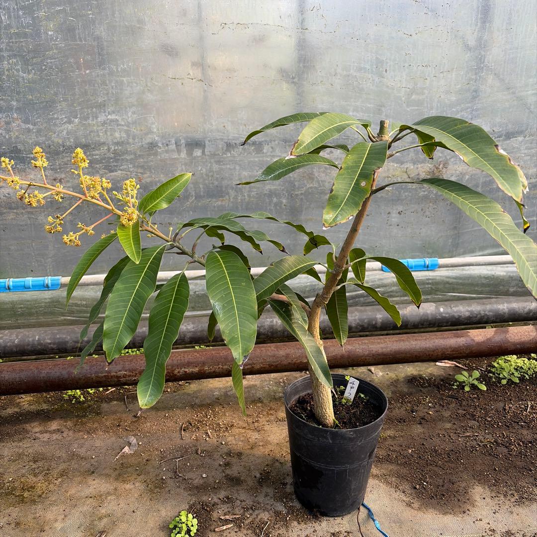 チョークアナン　マンゴー苗