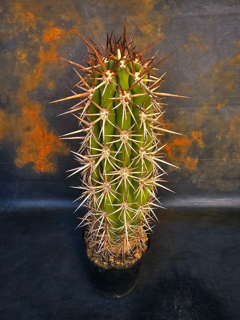 サボテン Trichocereus chilensis