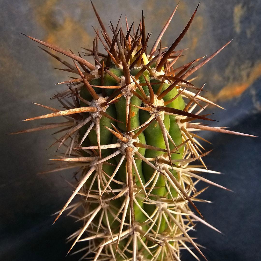 サボテン Trichocereus chilensis
