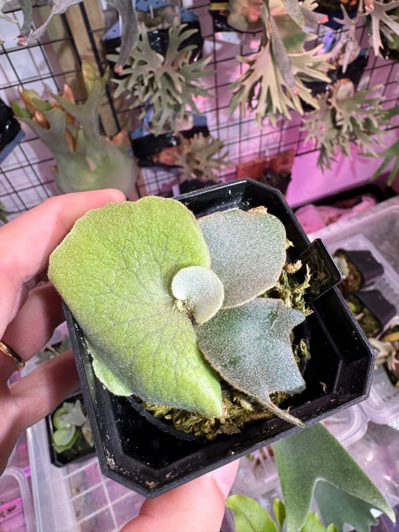 A*k様 エルブス　ウィリンキー　ビカクシダ　子株