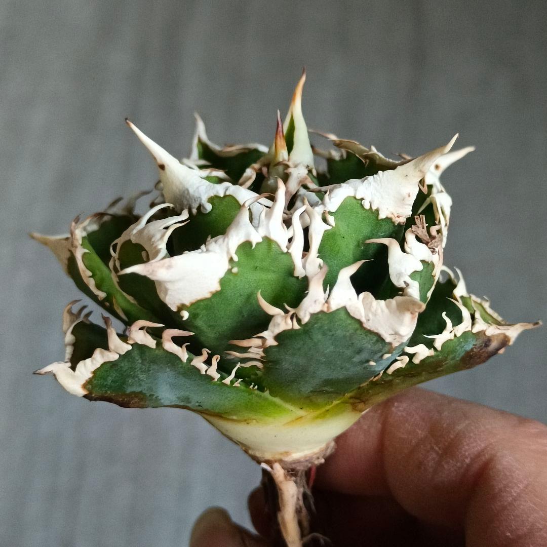 A280 特選 アガベチタノタ 大白鯊 強狂棘 極上白鋸歯 極上優良株