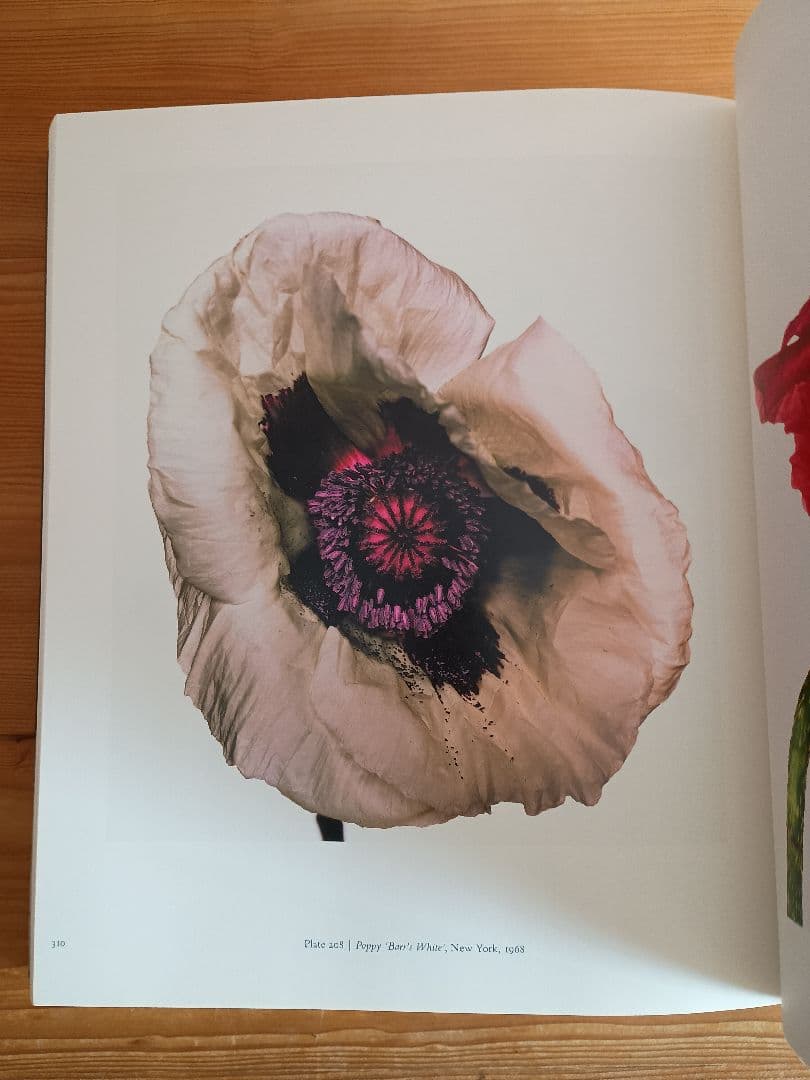 三宅一生 手紙付き アーヴィング・ペン CENTENNIAL