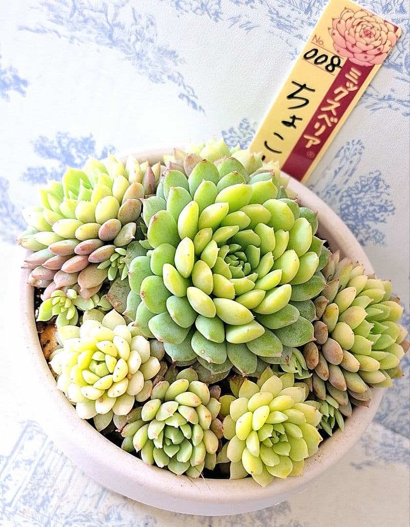 3号鉢　ちょこん　札付きポットごとメルカリ便おらいさん苗ミックスベリア