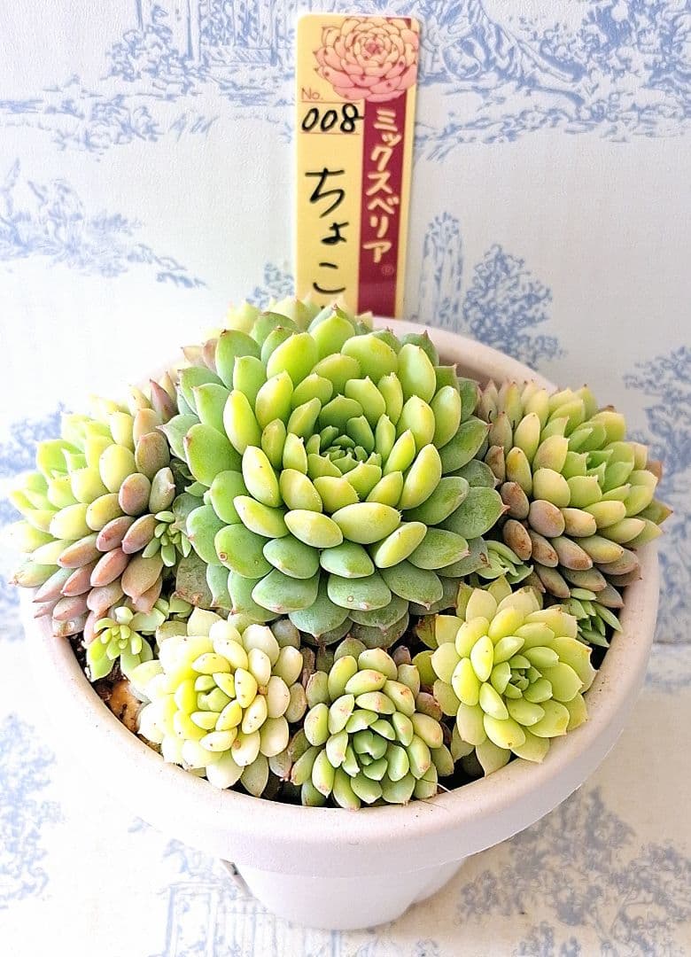 3号鉢　ちょこん　札付きポットごとメルカリ便おらいさん苗ミックスベリア