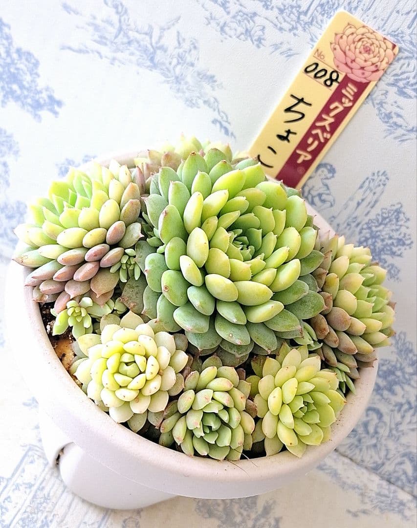 3号鉢　ちょこん　札付きポットごとメルカリ便おらいさん苗ミックスベリア