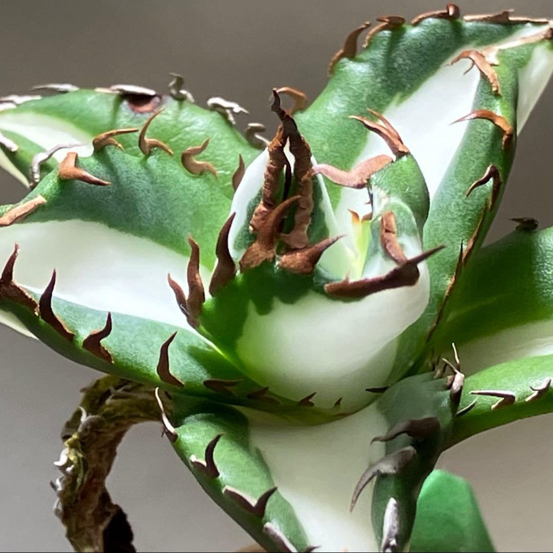 サ*店様 【オークション】選抜　強棘　美株　アガべ　チタノタ　太陽神錦　白中斑