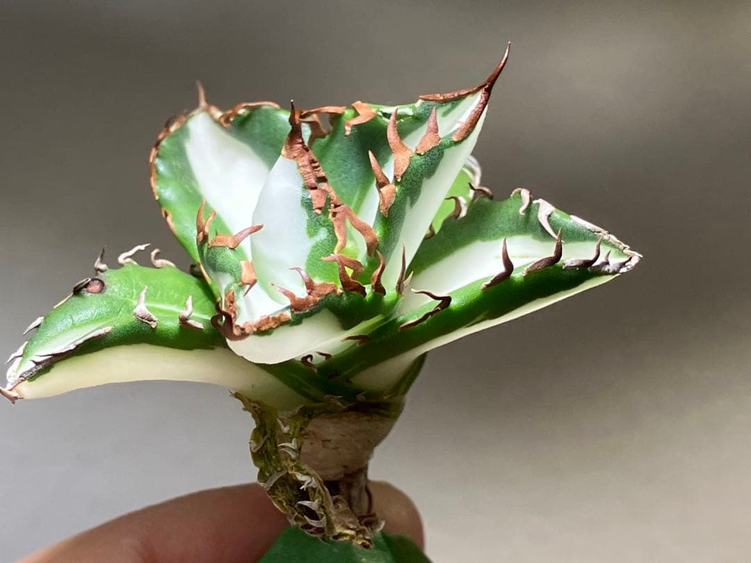 サ*店様 【オークション】選抜　強棘　美株　アガべ　チタノタ　太陽神錦　白中斑