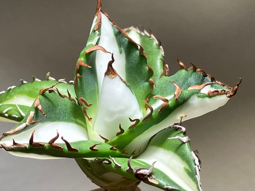 サ*店様 【オークション】選抜　強棘　美株　アガべ　チタノタ　太陽神錦　白中斑